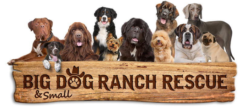Big Dog Ranch Rescue